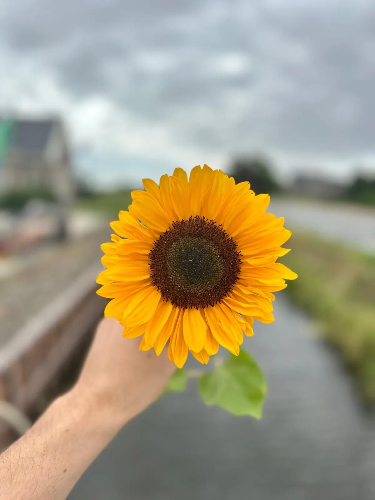 Hand houdt een felgele zonnebloem vast op het kwekerijland