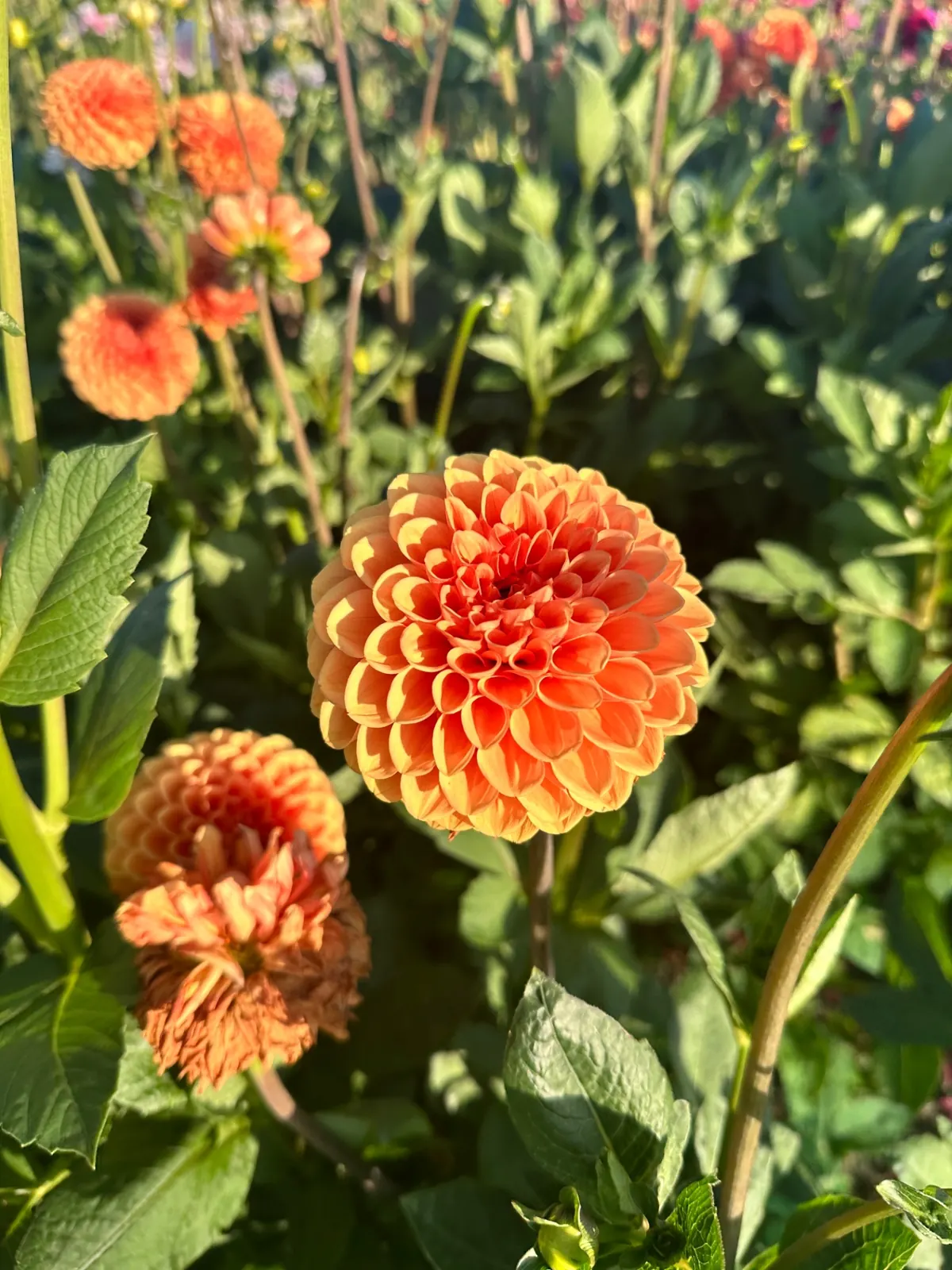 Oranje pompondahlia in bloei tussen de dahliarijen