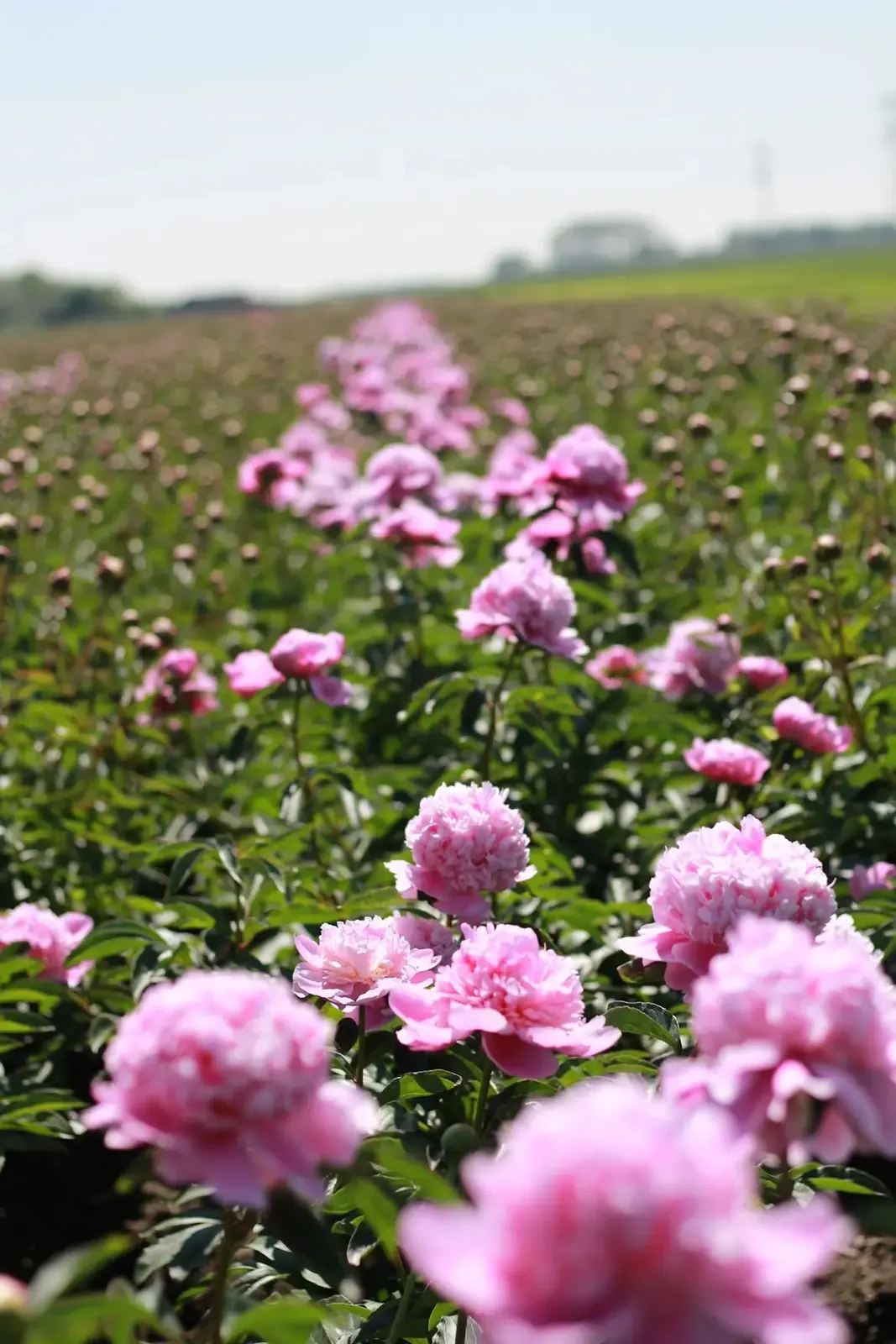 Rijen roze pioenrozen in volle bloei op het land in Heerhugowaard